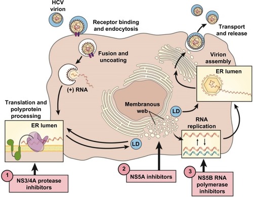 Figure 1 Therapeutic targets of the HCV replication cycle.