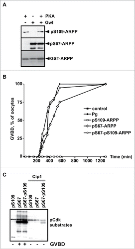 Figure 1. S109 phosphorylation of ARPP19 neither prevents its S67 phosphorylation by Gwl nor its ability to activate Cdk1. A. WT-ARPP was incubated with PKA, Gwl or both kinases in the presence of γS-ATP. The phosphorylation of WT-ARPP at S67 and at S109 was monitored by western blot using antibodies directed against S109-phosphorylated ARPP (pS109-ARPP) and S67-phosphorylated ARPP (pS67-ARPP). Total ARPP19 was immunoblotted with an anti-GST antibody (GST-ARPP). B. Prophase-arrested oocytes were stimulated with progesterone (Pg) or injected with in vitro thiophosphorylated ARPP19 at either S109 (pS109-ARPP), at S67 (pS67-ARPP) or both sites (pS67-pS109-ARPP). Meiosis resumption was followed by scoring the % of oocytes at GVBD as a function of time. C. Prophase-arrested oocytes were injected or not with p21Cip1 (Cip1), and then with in vitro thiophosphorylated ARPP19 at S109 (pS109), at S67 (pS67) or at both sites (pS67-pS109). Oocytes were collected at the time of GVBD and ARPP19 proteins were GST-pulled down. Cdk1 activation was monitored in supernatants by immunoblotting phosphorylated Cdk substrates (pCdk substrates).