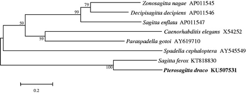 Figure 1. The phylogram generation according to complete mitogenomes. The dendrogram was established by the Neighbor Joining method and MEGA 5 software. Numbers at each node indicate bootstrap support.