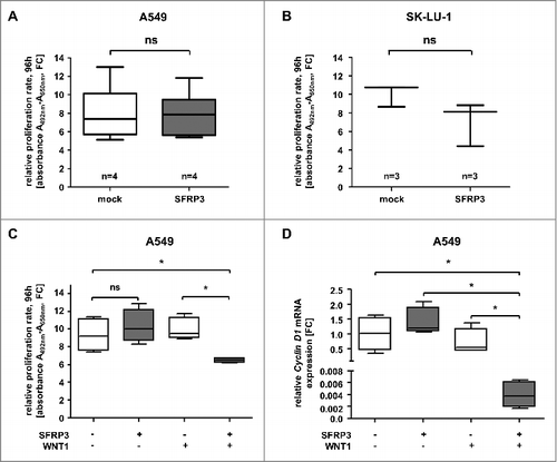 Figure 8. Increased SFRP3 mRNA expression reduced cell proliferation and CyclinD1 mRNA expression in a WNT1 dependent manner. (A) Cell proliferation rate of SFRP3-expressing A549 single cell clones and mock cells was measured by XTT-assay at about four days. For each sample data were normalized to the absorption on day 0. (B) XTT-proliferation assay was performed about four days after transient SFRP3 mRNA expression in adenocarcinoma cell line SK-LU-1. For each sample, data were normalized to the absorption on day 0. (C) XTT-proliferation assay was performed after WNT signaling pathway induction via transient WNT1 transfection in SFRP3-expressing and mock A549 clones, additionally transiently transfected with empty vector control. Proliferation rate was measured after 96 h cultivation and normalized to absorption on day 0. (D) Semiquantitative real-time PCR after WNT1 induction showing loss of CCND1 mRNA expression in SFRP3 and WNT1 expressing cells. Decreased CCND1 mRNA expression is shown as fold-change normalized to empty vector-transfected (mock) A549 cells.