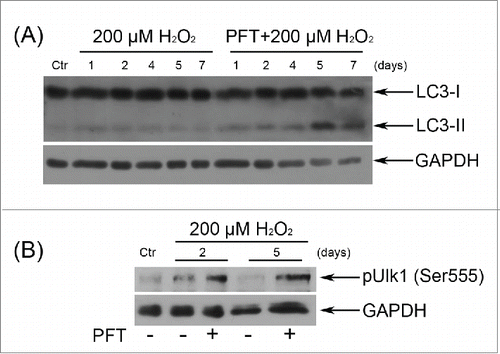 Figure 10. p53 down regulation by PFT caused the emergence of the typical autophagy markers in H2O2-treated hMESCs. (A) Cells were treated as indicated in the legend to Figure 7 and the relative abundance of LC3-I and LC3-II was determined by immunoblot with the use of specific antibodies. (B) PFT-dependent phosphorylation of Ulk1 at Ser555 in H2O2-treated cells was analyzed by Western blotting at the indicated time points. Representative results of the three experiments are shown in the figure. GAPDH was used as loading control. Ctr –control.