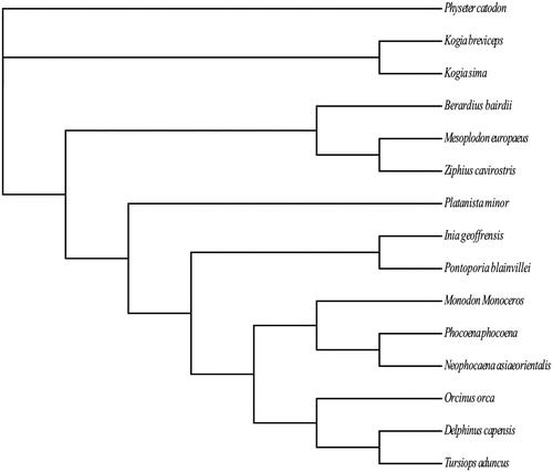 Figure 1. Phylogenetic relationships of 15 Odontoceti species based on concatenated amino acid sequences of the 13 PCGs. The tree is inferred from the Bayesian inference method with the general time reversible (GTR) model, and gamma distributed with invariant sites (G + I) as the substitution rate among sites. GenBank accession numbers for the published sequences are MH791441 (Kogia sima), NC_002503 (Physeter catodon), NC_005272 (Kogia breviceps), NC_005274 (Berardius bairdii), NC_005275 (Platanista minor), NC_005276 (Inia geoffrensis), NC_005277 (Pontoporia blainvillei), NC_005279 (Monodon monoceros), NC_005280 (Phocoena phocoena), NC_012058 (Tursiops aduncus), NC_012061 (Delphinus capensis), NC_021434 (Mesoplodon europaeus), NC_021435 (Ziphius cavirostris), NC_023889 (Orcinus orca), and NC_026456 (Neophocaena asiaeorientalis).