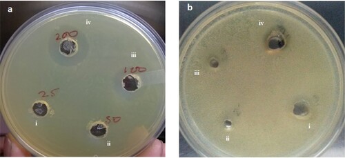 Figure 4. Antibacterial activity of biogenic silver nanoparticles against (a) E.coli and (b) Micrococcus luteus. Where i, ii, iii and iv represents different concentrations i.e.25, 50, 100 and 200 μl of AgNPs, respectively added in the wells.