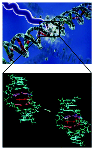 Figure 4. Intercalation of the psoralen molecules between the strands of the double-stranded DNA helix or RNA where upon illumination with UVC light affects pyrimidines, purines, and flavins, thus promoting the formation of dimmers in RNA (uracil and cytosine) and DNA (thymine and cytosine), a process which promotes inactivation of many microorganisms.