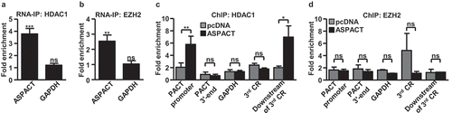 Figure 5. ASPACT associates with HDAC1 and mediates its promoter recruitment. a, b The protein–RNA interaction of HDAC1 (a) and EZH2 (b) with ASPACT was demonstrated by RNA-IP assay. HeLa cell lysates were collected and subsequently immunoprecipitated with specific antibodies, and the precipitated RNA was quantified by qPCR and normalized to the value of IgG. GAPDH served as negative control. c, d Extent of HDAC1 (c) and EZH2 (d) association with the PACT chromatin locus in ASPACT overexpressing cells was examined by ChIP assay. The precipitated DNA fragments corresponding to the promoter and 3′-end regions were analysed by qPCR and normalized to the value of IgG. GAPDH served as a negative control. In all panels, data represent the means and SEM (error bars) from four independent experiments. Significant differences were verified by Student’s t test (ns: P > 0.05, *: P < 0.05, **: P < 0.01, ***: P < 0.001).