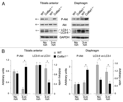 Figure 2. Autophagy is impaired in Col6a1–/– muscles after long-term physical exercise. (A) Western blot analysis for Akt phosphorylation and LC3 lipidation in TA (left) and diaphragm (right) of 5-mo-old wild-type and Col6a1–/– mice housed either in standard conditions (no run) or after 3-mo run wheel exercise. (B) Densitometric quantifications of P-Akt levels and of LC3-II vs LC3-I ratio, as determined by western blots of TA (left) and diaphragm (right) (*p < 0.05, n = 3).