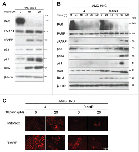 Figure 4. Olaparib-induced cell death occurs via intrinsic apoptosis in AMC-HN9-cisR cells and through an undetermined process in AMC-HN4 cells. (A) Western blot analysis of AMC HN9-cisR cells according to changes in olaparib doses. Decreased PAR expression and PARP-1 cleavage, along with activated p21 and BAX, were identified after a 72-h olaparib treatment. (B) Western blot analyses of AMC-HN4 and -HN9-cisR cells according to the indicated time points after a 20-μM olaparib treatment. No definite expression of pp53, p21, or BAX was observed after olaparib-mediated PAR reduction in HN4 cells, unlikely in HN9-cisR cells. (C) Weak MitoSox and TMRE fluorescence were detected in both HN4 and HN9-cisR cells. Magnification: × 200.