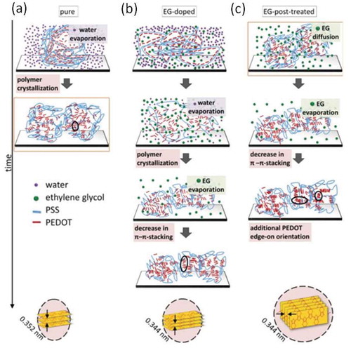 Figure 6. The effect of plasticizing agents like EG on the PEDOT:PSS structure. When EG is added to the PEDOT:PSS material (b), the crystallization process is slowed down resulting in better stacked chains, in comparison to the pure (a) material. When the thin films are further treated with an EG bath, the system recrystallizes and shift from an face-on to an edge-on configuration. Reprinted by permission from Wiley [Citation51], Copyright 2015.