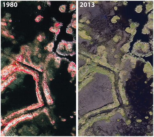 FIGURE 8. Part of a 1980 (color infrared) and 2013 (color) photo pair in an area of low-center polygonal terrain. Vegetation change in this terrain type was characterized by significant increases in dwarf shrub cover as well as significant declines in water. Both these changes are detectable in the photo pair, with dwarf shrub increases occurring on the high troughs between the low centers.