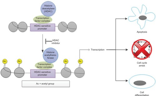 Figure 1 Pharmacology of histone deacetylase (HDAC) inhibitors.