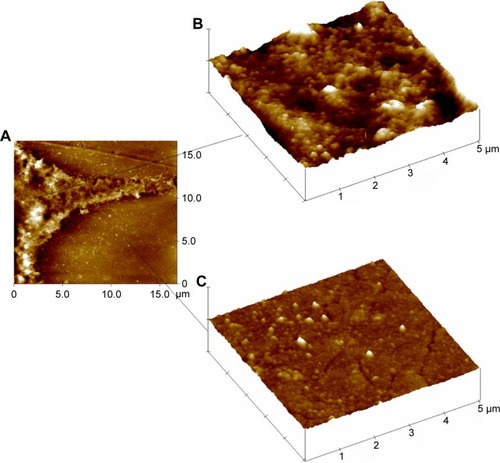 Figure 2 Detection of AuNPs on MCF-7 cells by AFM.Notes: The AFM image shows the surface of MCF-7 cell membrane on the gold substrate (A). The AFM analysis revealed features (white spots) in the sizes ranging between 80 nm and 400 nm in diameter, which suggests the presence of AuNP aggregates (cluster) on the cell surface (A) and (B). AuNP aggregates located on the surface of MCF-7 cells have the same dimensions as AuNP agglomerates observed on the surface of gold-coated plates used for the growth of these cells (C). The high-resolution AFM image revealed that the gold substrate consisted of differently shaped gold micrograins and of numerous NPs (white spots).Abbreviations: AFM, atomic force microscopy; AuNPs, gold nanoparticles; NPs, nanoparticles.