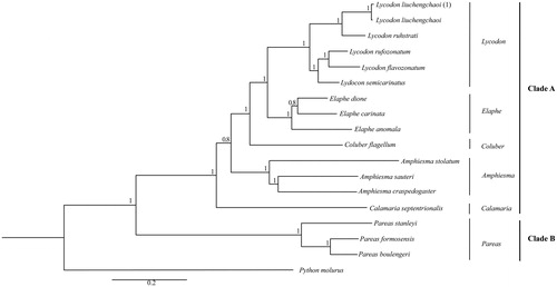 Figure 1. The phylogenetic relationships analysis among the species in Colubridae is based on the Cyt b gene using Bayesian inference (BI). The percentages of Bayesian’s posterior probabilities (BPPs) show as the numbers at each node. GenBank accession numbers Cyt b are: L. liuchengchaoi (KP898899), L. ruhstrati (NC029153), L. rufozonatum (NC028730), L. flavozonatum (NC028730), L. semicarinatus (NC001945), E. dione (HQ830257), E. carinata (KF669252), E. anomala (KP900218), C. flagellum (KM403637), A. stolatum (KJ685711), A. crapedogaster (GQ281178), A. sauteri (AF402905), C. septentrionalis (KR814699), P. stanleyi (JN230704), P. formosensis (JF827693), P. boulengeri (JF827683) and P. molurus (AY099983).