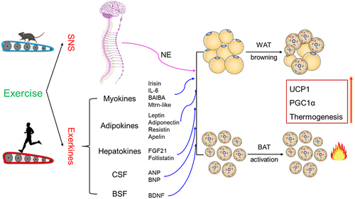 Figure 2. The potential mechanisms for the regulation of BAT activation and WAT browning by exercise.