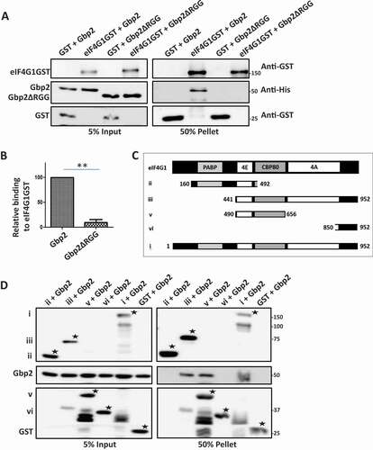 Figure 3. Gbp2 directly binds eIF4G1. (A) Purified Gbp2 and Gbp2ΔRGG were incubated with either purified eIF4G1GST or GST. Glutathione pull-down was performed, followed by western analysis using anti-GST and anti-His antibodies. (B) Quantitation of three independent experiments performed as in (A). (C) Schematic depicting different fragments of eIF4G1 used in the pull-down assay shown in (D). (D) Purified Gbp2 was incubated with lysates containing overexpressed GST and different fragments of eIF4G1 as shown in (C), followed by glutathione pull-down and western blotting with anti-His antibody (*denotes the full-length band of each of the mutant fragments)