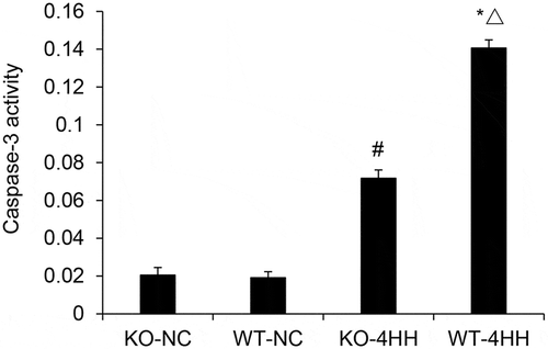 Figure 2. Apoptosis analysis of mouse hippocampus cells.Caspase-3 activity of hippocampus in various groups. #p < 0.01 vs KO-NC group; *p < 0.01 vs WT-NC group; △p < 0.05 vs KO-4HH group.