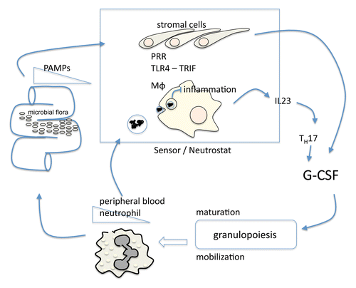 Figure 1. Schematic overview over steady-state granulopoiesis. PAMPs (pathogen-associated molecular patterns) may originate from the dense intestinal microflora and bind to PRRs (pattern recognition receptors) expressed by both hematopoietic and non-hematopoietic TLR4+ sensing cells forming the neutrostat. Downstream signaling pathways culminate in G-CSF dependent granulopoiesis. Mϕ, macrophage.