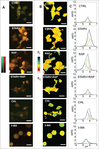 Figure 2. AIPD as a tool for quantifying autophagic flux. (A) Overlaps of the 2 channels of mRFP-EGFP-LC3B for control (CTRL), serum-starved (STARV), rapamycin treated (RAP), rapamycin-treated and serum-starved cells (STARV + RAP), chloroquine-treated (CHL) and 3-MA-treated cells (3-MA). (B) R-maps of the cells with the above-mentioned treatments (16-color rainbow lookup table [ImageJ]), values from R0-black to Rf-white. (C) AIPDs for the cells with the above-mentioned treatments. Scale bar: 20 µm. A 3-Lorentzian deconvolution of the AIPD function allows measuring the relative contributions of the 3 populations: the first population represents autophagosomes (AP, pH = 6.0, orange line), whether the second and the third represent 2 different states of autolysosomes (AL), an early one (ALE, pH = 5.6, green line), and a mature, more acidic state (ALM, pH = 5.2, blue line). The black line represents the sum of the 3 populations.