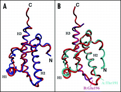 Figure 4 Comparison between the X-ray structures of the PrP C-terminal domain. (A) Superposition of shPrP (1uw3, in red) from Leu125 to Ala230 (huPrP numbering) with shPrP (1tpx, in blue) from Gly127 to Tyr228. (B) Superposition of shPrP (1uw3, in red) from Leu125 to Ala230 (huPrP numbering) with huPrP (1i4m, chain A in cyan, chain B in magenta) from residue Gly119A to Thr191A and from residue Glu196B to Tyr226B.