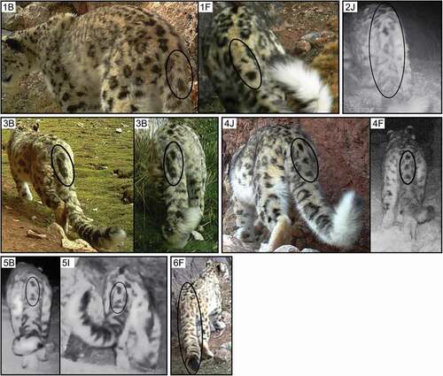 Figure 3. Pelage pattern variations on the dorsal surface of the tail of snow leopards on the north bank of the Yage Valley. The six distinct individuals are numbered following capture details in Table 2. The Arabic numbers are references to possible individual snow leopards, and the capital letters are references to camera trapping sites (see Figure 1)