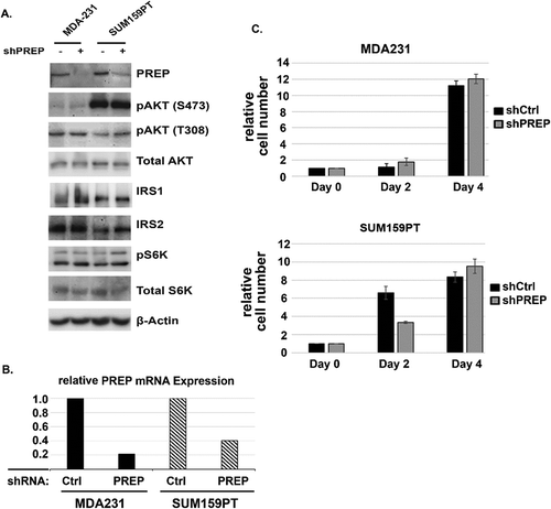 Figure 7. The effect of PREP knockdown on the IRS1/AKT/mTORC1 pathway and proliferation in triple-negative breast cancer cells