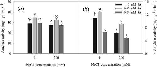 Figure 5. Amylase activity (a) and α-amylase activity (B) of L. bicolor seeds after 2 days of treatment with different concentrations of SA (0, 0.08, 0.24 mM) under 0 and 200 mM NaCl. Values are means ± SD of three replicates (n = 3). Bars with the different letters are significantly different at P < .05 according to Duncan’s multiple range tests.