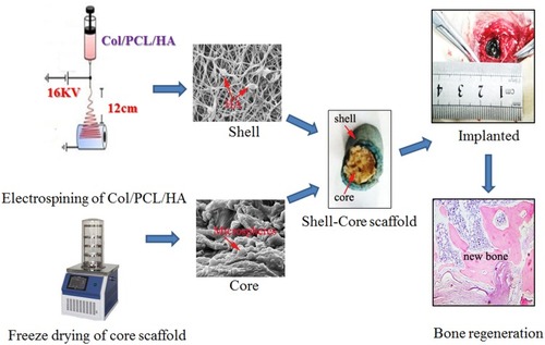 Scheme 1 Schematic illustration of the fabrication process of PCL/COL/HA/ICA composite scaffold.