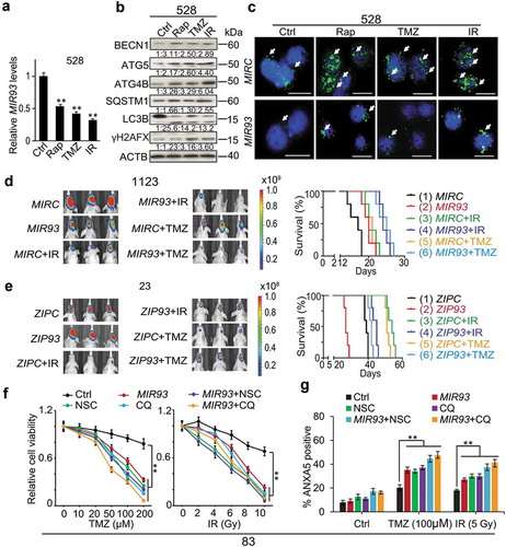 Figure 7. Modulation of autophagic activity by MIR93, CQ, or NSC regulates anti-tumor activities of TMZ, IR, and Rap on GSCs.(a) qRT–PCR analysis of MIR93 levels in GSC 528 with indicated treatments. (b) IB for BECN1, ATG5, ATG4B, SQSTM1, LC3B, γH2AFX, and ACTB in GSC 528 with indicated treatments. Quantification in ratios of BECN1, ATG5, ATG4B, SQSTM1, and γH2AFX relative to ACTB, as well as LC3B-II:-I ratios are shown. (c) IF analyses for LC3B (green) in GSC 528 with the indicated modifications and treatments. Cell nuclei were visualized with DAPI (blue). Arrows indicate stained LC3B+ puncta. Scale bar: 100 µm. In (a) to (c), doses of indicated treatments: TMZ, 100 µM. IR, 2 Gy. Rap, 100 nM. Ctrl, a vehicle control. MIRC, a control miRNA. (d and e) Effects of MIR93, ZIP93, IR (2 Gy/day for 5 consecutive days) and TMZ (20 mg/kg daily, for 15 d) on GSC 1123 (d) or 23 (e) brain tumor xenografts in mice. Mice were imaged after the last treatment. Representative bioluminescent images indicative of tumorigenicity are shown (left). Colored scale bars represent photons/s/cm2/steradian. Kaplan-Meier analyses of mice bearing GSC 1123 (d) or 23 (e) orthotopic xenografts with indicated treatments (right). (f) Cell viability of GSC 83 with the indicated modification or treatments. MIRC, a control miRNA. CQ, 50 µM. NSC, 100 µM. TMZ, zero to 200 µM. IR, zero to 10 Gy. (g) Cell apoptosis (ANXA5 expression) for GSC 83 with indicated treatments for 72 h. *p < 0.05, **p < 0.01. Data are representative from 3 independent experiments with similar results.