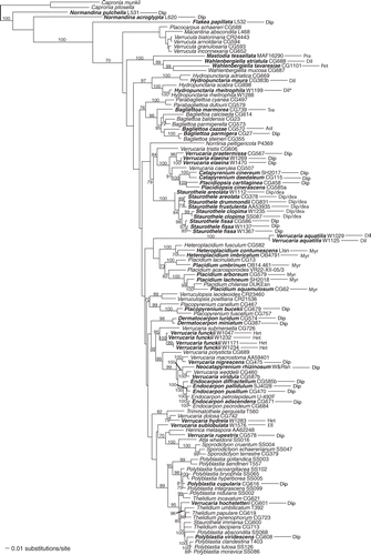 Fig. 4. Distribution of photobionts across a phylogeny of the Verrucariaceae obtained using a maximum-likelihood analysis of a four-gene dataset (RPB1–nuLSU–nuSSU–mtSSU). Lichen specimens for which molecular data are available for the photobionts are indicated in bold. For these specimens, the identity of the photobiont is shown after the taxon label using the following abbreviations: Ast = Asterochloris, Dil = Dilabifilum, Dip = Diplosphaera, Dip/dea = Diplosphaera deasonii-group (Stichococcus aff. mirabilis), Ell = Elliptochloris, Het = Heterococcus, Myr = Myrmecia, Pet = Petroderma maculiforme, Pra = Prasiola, Tre = Trebouxia. *For Hydropunctaria rheitrophila, two other specimens not included in this tree (W1048 and W0972) were associated with Heterococcus sp. (see Fig. 1).