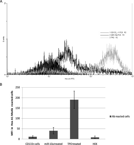 Figure 5. Comparison of MFI in the different treated cells that react by FITC-conjugated Hox A1 MoAb. (A) Flow cytometric analysis overlaid histograms. (B) MFI of reacted cells in no treatment CD133+ cells = 11.2 ± 4.6, anti-miR-10a-treated cells = 40.2 ± 15.4, TPO-treated cells = 190.0 ± 42.1, and in HEK cells as a cell line that expresses the most miR-10a level = 8.2 ± 6.2.