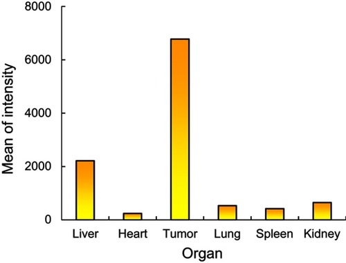 Figure S3 Quantitative fluorescence intensities of tumor compared to those of different organs after 24 hrs from i.v. injection of the micelles.