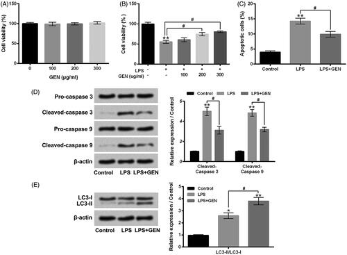 Figure 3. GEN alleviated LPS-caused MPC5 cell apoptosis, but promoted cell autophagy. (A) After 100–300 μg/ml GEN treatment for 12 h, the viability of MPC5 cells was detected by CCK-8 assay. (B) After 1 μg/ml LPS and/or 100–300 μg/ml GEN treatment for 12 h, the viability of MPC5 cells was detected by CCK-8 assay. After 1 μg/ml LPS and/or 300 μg/ml GEN treatment for 12 h, (C) the apoptosis of MPC5 cells was measured by Guava Nexin assay; (D and E) the protein expression levels of Pro-caspase 3, Cleaved-caspase 3, Pro-caspase 9, Cleaved-caspase 9, LC3-I and LC3-II in MPC5 cells were assessed by western blotting. LPS: Lipopolysaccharide; GEN: Geniposide. N = 3. *P < .05 or **P < .01 vs. Control group; #P < .05 vs. LPS group.