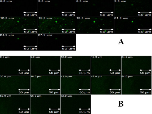 Figure 8. Confocal laser scanning micrographs of rabbit corneas after instillation of: a) RhB-loaded aqueous solution and b) RhB-loaded optimum formula.