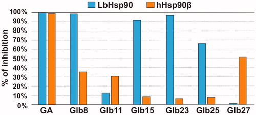 Figure 5. LbHsp90 and hHsp90β ATPase inhibition assay. Percentage of inhibition of GA, Glb8, Glb11, Glb15, Glb23, Glb25 and Glb27 towards LbHsp90 and hHsp90β at 50 µM concentration.