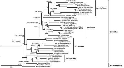 Figure 1. Bayesian inference tree of 38 unionids inferred from 12 PCGs and two rRNA genes, showing phylogenetic relationships among the four unionid subfamilies and phylogenetic position of Nodularia douglasiae. Phylogenetic relationships among 38 unionids based on the three following concatenated data sets: (1) an amino acid sequence alignment set (3259 aa) of 12 PCGs, (2) a full length nucleotide sequence alignment set (11,199 nt) of 12 PCGs and two rRNA genes, and (3) a reduced nucleotide sequence alignment set (7943 nt) of 12 PCGs except for 3rd codon position and two rRNA genes. The branch supporting values on each node are indicated in following order: (1) Bayesian posterior probability based on full length nucleotide sequence alignment, (2) Bayesian posterior probability based on reduced nucleotide sequence alignment except for 3rd codon position, (3) Bayesian posterior probability based on amino acid sequence alignment, (4) bootstrapping values of a maximum-likelihood tree based on full length nucleotide sequence alignment, (5) bootstrapping values of a maximum-likelihood tree based on reduced nucleotide sequence alignment except for 3rd codon position, and (6) bootstrapping values of a maximum-likelihood tree based on amino acid sequence alignment. *Maximum value (BI =1.00 and ML =100). #Case that all six different confidence values on a certain node appear maximums. The Korean N. douglasiae mitochondrial genome obtained from the present study is shown in bold letter on the tree. The three species belonging to the subfamily Margaritiferidae were employed as outgroups in this study.