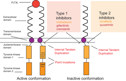 Figure 1 Structure of FLT3 receptor in active and inactive conformations, type of mutations and spectrum of activity of the main FLT3 inhibitors. In normal physiology, FLT3l binds to FLT3 receptors that dimerize and activate downstream signaling. Type 1 FLT3 inhibitors are active on FLT3 both on the active and inactive conformations while type 2 inhibitors bind the receptor only in the inactive conformation. Because of this affinity, type 1 inhibitors act on both FLT3-ITD and FLT3 point mutations located on TKD whereas type 2 act only on FLT3-ITD. First-generation inhibitors are highlighted in orange and second-generation inhibitors are highlighted in red. Main TKD mutations are listed.