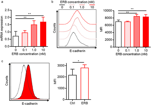 Figure 3. ERB enhanced the E-cadherin expression in MC38.