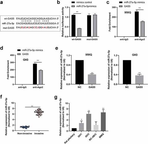 Figure 3. LncRNA GAS5 interacted with miR-27a-5p. (a) The interaction sites between wt-lncRNA GAS5 and miR-27a-5p were analyzed by using RegRNA website. (b) The interacting activities between lncRNA GAS5 and miR-27a-5p were examined by luciferase reporter assay. (c and d) RIP assay confirmed the interaction between lncRNA GAS5 and miR-27a-5p in MMQ and GH3 cells. (e) The levels of miR-27a-5p in MMQ and GH3 cells transfected with pcDNA3.1-lncRNA GAS5 (GAS5) were determined by qRT-PCR. (f) Relative miR-27a-5p levels in human PitNET tissues were detected by qRT-PCR. (g) Relative miR-27a-5p levels in rat PitNET cells were assayed by qRT-PCR. *p < 0.05; **p < 0.01.