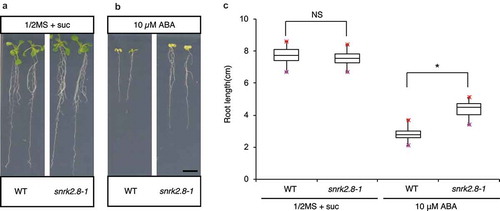 Figure 2. Root elongation in snrk2.8 mutants is less sensitive to ABA. (A, B) Representative images of wild-type (WT) and snrk2.8–1 plants in the absence and presence of ABA. Wild-type and snrk2.8–1 seeds were sown on half-strength MS with 1% sucrose and stratified at 4°C for 3 days. Plants were grown under 24 h of light for 3 days and then transplanted onto half-strength MS plates with 1% sucrose supplemented with 0 µM ABA (A) or 10 µM ABA (B) and grown vertically under 24 h of light for an additional 7 days. Bar = 1 cm. (C) Quantification of root length in wild-type and snrk2.8–1 plants shown in (A, B). Asterisk indicates significant difference based on two-tailed Student’s t-test; p< .01; NS, non-significant. Values represent mean ± SD of 24 plants.