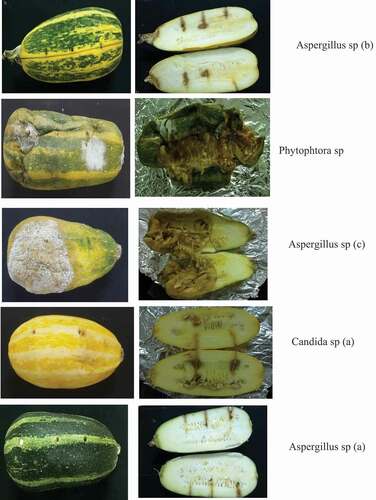 Figure 3. Level implication of microorganisms in alteration of zucchini vegetable