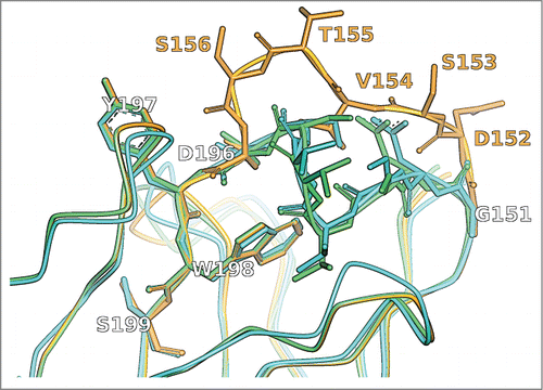 Figure 2. CDR-H1 of the crystal structure with PDB ID 1NBY (cyan) in comparison to the unrefined MoFvAb model (orange) and the neighborhood-refined MoFvAb model (green). The WolfGuy indices 151, 152, 153, 154, 155, 156, 196, 197, 198 and 199 correspond to Chothia indices H26, H27, H28, H29, H30, H31, H32, H33, H34 and H35, respectively.
