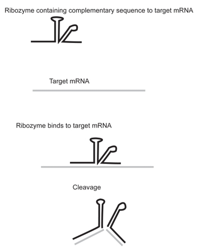 Figure 3 Mechanism of action of ribozymes. Ribozymes with a section of sequence complementary to the target mRNA will bind the mRNA and cleave it.