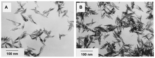 Figure 8 Transmission electron micrographs of nanoapatite prepared from hydrothermal reaction at 100°C under ambient pressure (A) using fresh precipitate and (B) using aged precipitate.