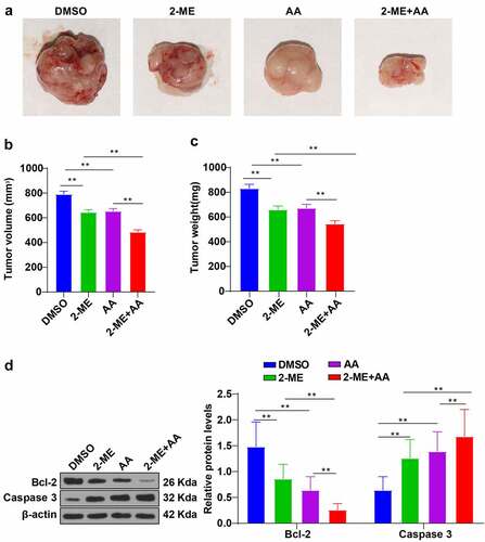 Figure 7. 2-ME combined with AA inhibited CML xenograft growth in mice. CML xenograft nude mouse models were established, and then intravenously injected with 2-ME, AA alone, or a combination of 2-ME and AA. (a) Image of mouse tumors. (b) Average tumor volume. (c) Average tumor weight. (d) Protein levels of Bcl-2 and Caspase 3 examined using Western blotting. N = 8, data were presented as mean ± standard deviation. Data among multiple groups were analyzed using one-way ANOVA, followed by Tukey’s multiple comparison test, **p < 0.01.