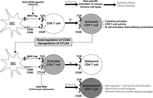 FIG. 5 T-Cell co-stimulation and balance of immune stimulation and tolerance. CD4 T-cells express members of the CD28 family (CD28, ICOS, OX40) that are needed for the efficient initiation and generation of a CD4 T-cell response that affects cellular (CD8 T-lymphocyte) and humoral (B lymphocyte) immunity. Superagonistic antibodies against CD28 (TGN1412) on T- and other immune cells provide a non-specific immune stimulation leading to a cytokine storm and inflammation. In contrast, activated T-cells are down-regulated by other members of the family, including CTLA4 and PD-1 to keep the immune response in check after clearance of infection. Antibodies that block this down-regulation (i.e., ipilimumab, ticilimumab) induce sustained T-cell activation and breakdown of self-tolerance, leading to reaction against self-antigens and autoimmunity. Abbreviations: DC, dendritic cell; MHC, major histocompatability complex, Ag; antigen; TCR, T-cell receptor; Mab, monoclonal antibody. (Figure used with permission from Gribble et al., Citation2007).