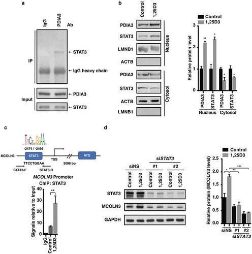 Figure 7. Nuclear translocation of the PDIA3-STAT3 protein complex modulated MCOLN3 expression. (a) HFE145 cells were analyzed for protein levels as indicated by immunoprecipitation (IP) or western blots. Ten percent of the lysate used for the IP was loaded as input (n = 3). (b,c) HFE145 cells were incubated with 1,25D3 (200 nM) for 12 h. (b) Protein levels of PDIA3 and STAT3 in the cytosolic and nuclear extracts were determined and quantified. ACTB and LMNB1 were used as loading controls for the cytosolic and nuclear fractions, respectively. (c) STAT3 binding to the MCOLN3 promoter was analyzed by ChIP-PCR. Normal IgG was used as an internal control. (d) HFE145 cells transfected with control or STAT3-specific siRNA were incubated with 1,25D3 (200 nM, 48 h). Cell lysates were examined for STAT3 and MCOLN3 protein levels. MCOLN3 proteins were quantified. All the quantitative data are presented as means ± S.E.M. from 3 independent experiments. *P < 0.05; **P < 0.01; ***P < 0.001.