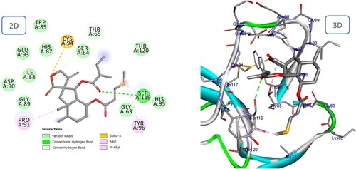 Figure 16. 2D and 3D representation of predicted binding mode of Bakkenolide IIIa with BMPII receptor.