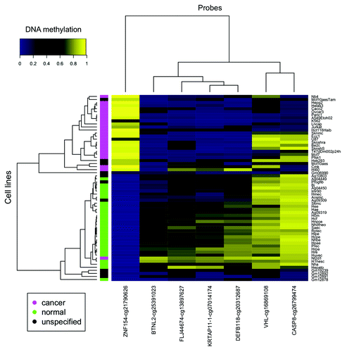 Figure 3. Seven of the 12 loci selected from our ovarian and endometrial cancer analysis show differential methylation in cancer vs. normal cell lines from ENCODE. The heat map shows β values that reflect the level of methylation associated with each probe (columns) in each cell line (rows). The color side bar on the left distinguishes cell lines that were derived from cancer (magenta), normal (green) or unspecified (black) tissues. Unsupervised hierarchical clustering based on pairwise correlations was used to order rows and columns. Median levels of methylation in cancer and normal cell lines are provided in Table 2.