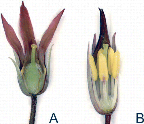 Figure 2  Pittosporum cornifolium flowers showing reproductive structures. A, Young female flower showing large ovary and reduced stamen. B, Young male flower showing large stamen and reduced ovary.