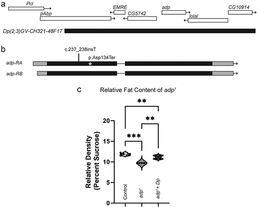 Figure 2. adp1 has higher fat content than controls. (a) Genomic region of adp and location of duplication line used for rescue. (b) Sequencing of fly adp1 showed a frameshift mutation (c.237_238insT) resulting in an early stop codon p.Asp134Ter marked with the asterisk. (c) Buoyancy assay comparing control (w1118), adp1, and adp1 plus the genomic duplication noted in (A), each dot represents a replicate experiment of around 20–30 larvae per genotype (total n sizes from all replicates: control n = 100, mutant n = 139, rescue n = 125). Loss of function adp1 larvae float at a lower density than control larvae, while a genomic duplication of fly adp is able to rescue (repeated measures one-way ANOVA, F = 117.9, dF = 14, p = 0.0001, with Tukey’s multiple comparisons control vs. adp1 p = 0.0002, control vs adp1 plus duplication p = 0.0033, and adp1 vs adp1 plus duplication p = 0.0035).