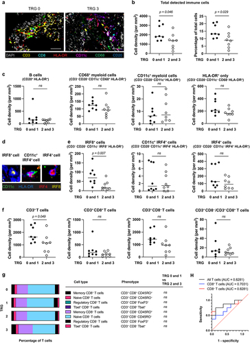 Figure 1. Pre-CRT biopsies of tumor-regression grade 0 and 1 patients show higher infiltration of IRF8+ cells and CD3+ T cells.